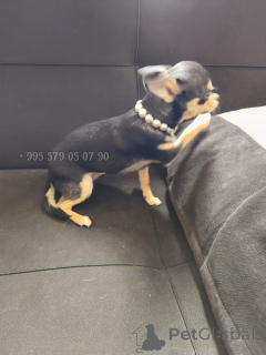 Foto №4. Ich werde verkaufen mischlingshund in der Stadt Tiflis. quotient 	ankündigung, vom kindergarten, züchter - preis - verhandelt