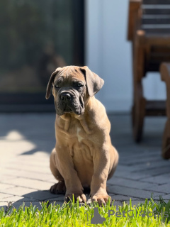 Foto №2 zu Ankündigung № 152349 zu verkaufen cane corso italiano - einkaufen Deutschland züchter