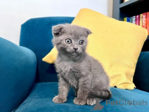 Foto №1. schottische faltohrkatze - zum Verkauf in der Stadt Asheville | 291€ | Ankündigung № 173960