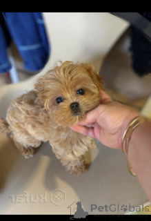Foto №4. Ich werde verkaufen maltipu in der Stadt Minsk. vom kindergarten - preis - 1938€