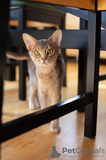 Foto №2 zu Ankündigung № 51504 zu verkaufen abessinierkatze - einkaufen Lettland züchter