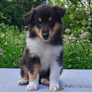 Foto №1. border collie - zum Verkauf in der Stadt Athen | verhandelt | Ankündigung № 178075
