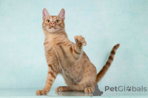 Foto №3. Yuna, eine wundervolle liebevolle Katzenkatze sucht nach einem Haus. Russische Föderation