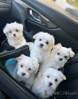 Foto №1. malteser - zum Verkauf in der Stadt Gottskär | verhandelt | Ankündigung № 158398