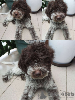 Foto №3. Lagotto Romagnolo Welpen zu verkaufen. Serbien