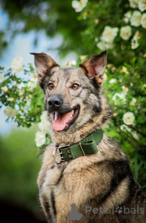 Foto №1. mischlingshund - zum Verkauf in der Stadt Moskwa | Frei | Ankündigung № 150741