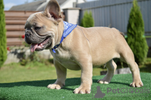 Zusätzliche Fotos: Französische Bulldoggenwelpen