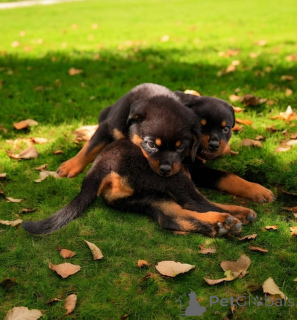 Foto №2 zu Ankündigung № 159870 zu verkaufen rottweiler - einkaufen Litauen quotient 	ankündigung