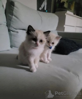 Foto №2 zu Ankündigung № 132688 zu verkaufen ragdoll-katze - einkaufen Großbritannien quotient 	ankündigung, züchter