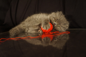 Foto №2 zu Ankündigung № 5796 zu verkaufen perserkatze - einkaufen Russische Föderation 