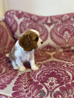 Foto №3. Породиwirkungen кавалeicht. USA