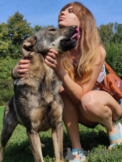 Foto №2 zu Ankündigung № 59730 zu verkaufen mischlingshund - einkaufen Russische Föderation quotient 	ankündigung