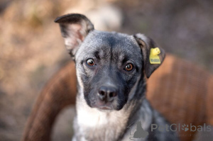 Foto №4. Ich werde verkaufen mischlingshund in der Stadt Москва.  - preis - Frei