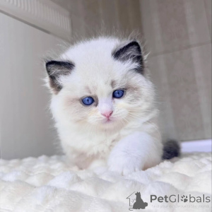 Foto №1. ragdoll-katze - zum Verkauf in der Stadt Bali | verhandelt | Ankündigung № 156269