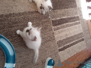 Foto №3. Ragdoll-Kätzchen.. Schweden