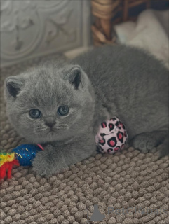 Foto №3. Anmut in jedem Schritt, Wärme in jedem Schnurren. Die Schönheit der Insel. Italien