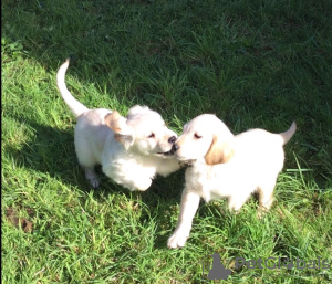 Foto №1. golden retriever - zum Verkauf in der Stadt Jestetten | 510€ | Ankündigung № 99487