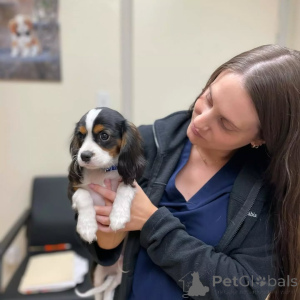 Foto №2 zu Ankündigung № 155582 zu verkaufen cavalier king charles spaniel - einkaufen Italien quotient 	ankündigung