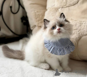 Foto №1. ragdoll-katze - zum Verkauf in der Stadt Finstervalde | 350€ | Ankündigung № 178158