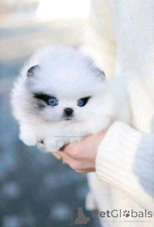 Foto №1.  - zum Verkauf in der Stadt Calgary | Frei | Ankündigung № 161130