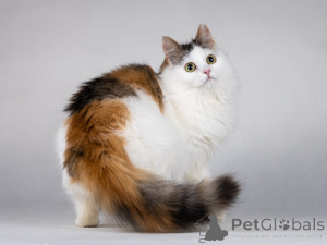 Foto №2 zu Ankündigung № 138656 zu verkaufen  - einkaufen Russische Föderation quotient 	ankündigung