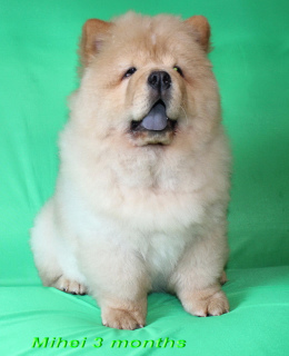 Foto №3. Chow-Chow-Jungencremefarbe.. Weißrussland