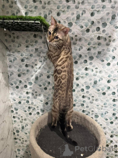 Foto №2 zu Ankündigung № 152730 zu verkaufen bengal katzenrasse - einkaufen Schweiz quotient 	ankündigung