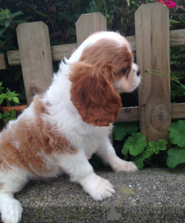 Foto №4. Ich werde verkaufen cavalier king charles spaniel in der Stadt Hudiksvall. quotient 	ankündigung, züchter - preis - 1000€