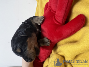 Foto №3. Welpen. Zypern