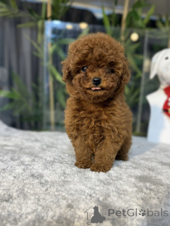 Foto №1. pudel (toy) - zum Verkauf in der Stadt Gijón | verhandelt | Ankündigung № 163712