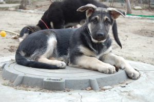 Foto №2 zu Ankündigung № 6039 zu verkaufen osteuropäischer schäferhund - einkaufen Russische Föderation quotient 	ankündigung, vom kindergarten