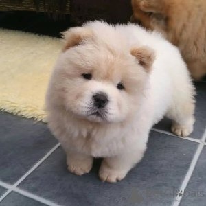 Foto №2 zu Ankündigung № 111617 zu verkaufen chow-chow - einkaufen Deutschland quotient 	ankündigung, vom kindergarten, züchter