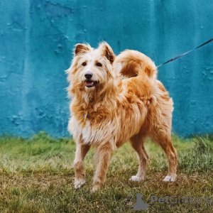 Foto №2 zu Ankündigung № 82883 zu verkaufen mischlingshund - einkaufen Russische Föderation quotient 	ankündigung