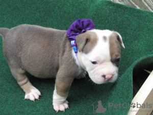Foto №3. Entzückende französische Bulldoggenwelpen für ein neues Zuhause. USA