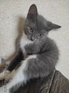 Foto №2 zu Ankündigung № 64550 zu verkaufen  - einkaufen Russische Föderation quotient 	ankündigung