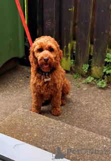 Foto №4. Ich werde verkaufen kavapu in der Stadt Донегол. quotient 	ankündigung - preis - 500€