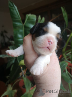 Foto №2 zu Ankündigung № 137095 zu verkaufen cavalier king charles spaniel - einkaufen Luxemburg quotient 	ankündigung, züchter
