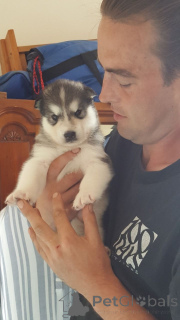 Foto №1. alaskan malamute - zum Verkauf in der Stadt Billund | 650€ | Ankündigung № 167471