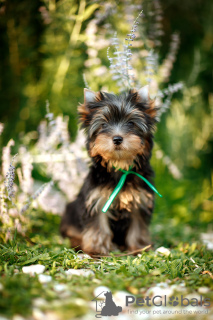 Zusätzliche Fotos: Ich biete Yorkshire-Terrier-Welpen zum Verkauf an