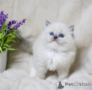 Foto №1. ragdoll-katze - zum Verkauf in der Stadt Pritzwalk | 350€ | Ankündigung № 177605