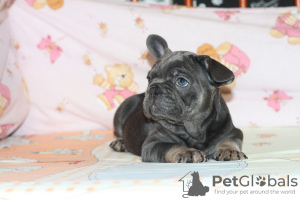 Foto №4. Ich werde verkaufen französische bulldogge in der Stadt Kiew. züchter - preis - 2000€