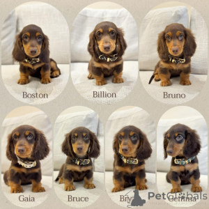 Foto №1. dackel - zum Verkauf in der Stadt Mailand | verhandelt | Ankündigung № 158389