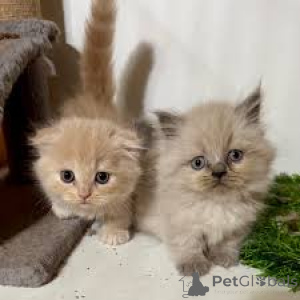 Foto №2 zu Ankündigung № 163812 zu verkaufen munchkin - einkaufen Österreich quotient 	ankündigung, züchter