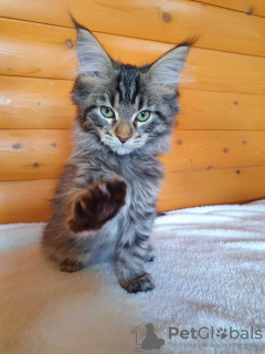 Foto №4. Ich werde verkaufen maine-coon-katze in der Stadt Kharkov. vom kindergarten - preis - 403€