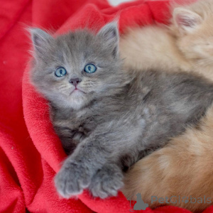Foto №1. sibirische katze - zum Verkauf in der Stadt Benitses | 432€ | Ankündigung № 172363