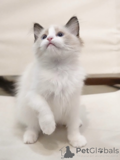 Foto №2 zu Ankündigung № 155915 zu verkaufen ragdoll-katze - einkaufen Deutschland züchter