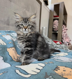 Foto №2 zu Ankündigung № 169333 zu verkaufen sibirische katze - einkaufen Polen züchter