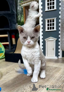 Foto №2 zu Ankündigung № 143767 zu verkaufen selkirk rex shorthair - einkaufen Österreich züchter