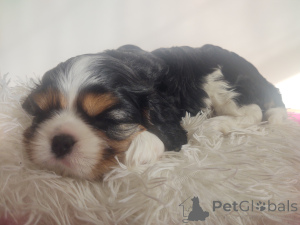 Foto №3. Kavalierkönig Charles Spaniel. Polen