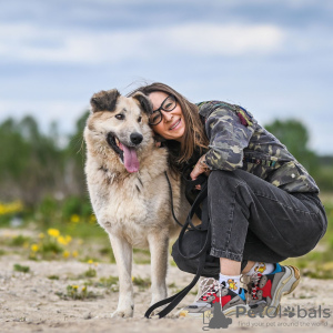 Zusätzliche Fotos: Georges ist ein zarter und anhänglicher Hund. Auf der Suche nach einem Zuhause!